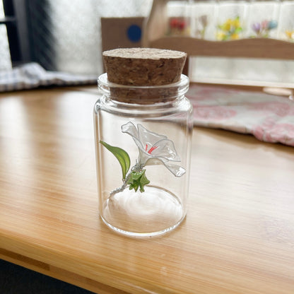 Lailo’s mallow flower in a jar